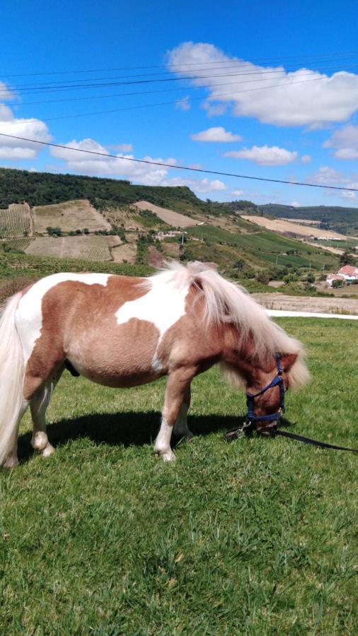 Casinha De Ferias No Campo - Quintinha Dos Cavalos - Arruda Dos Vinhos Sabugos Exteriér fotografie
