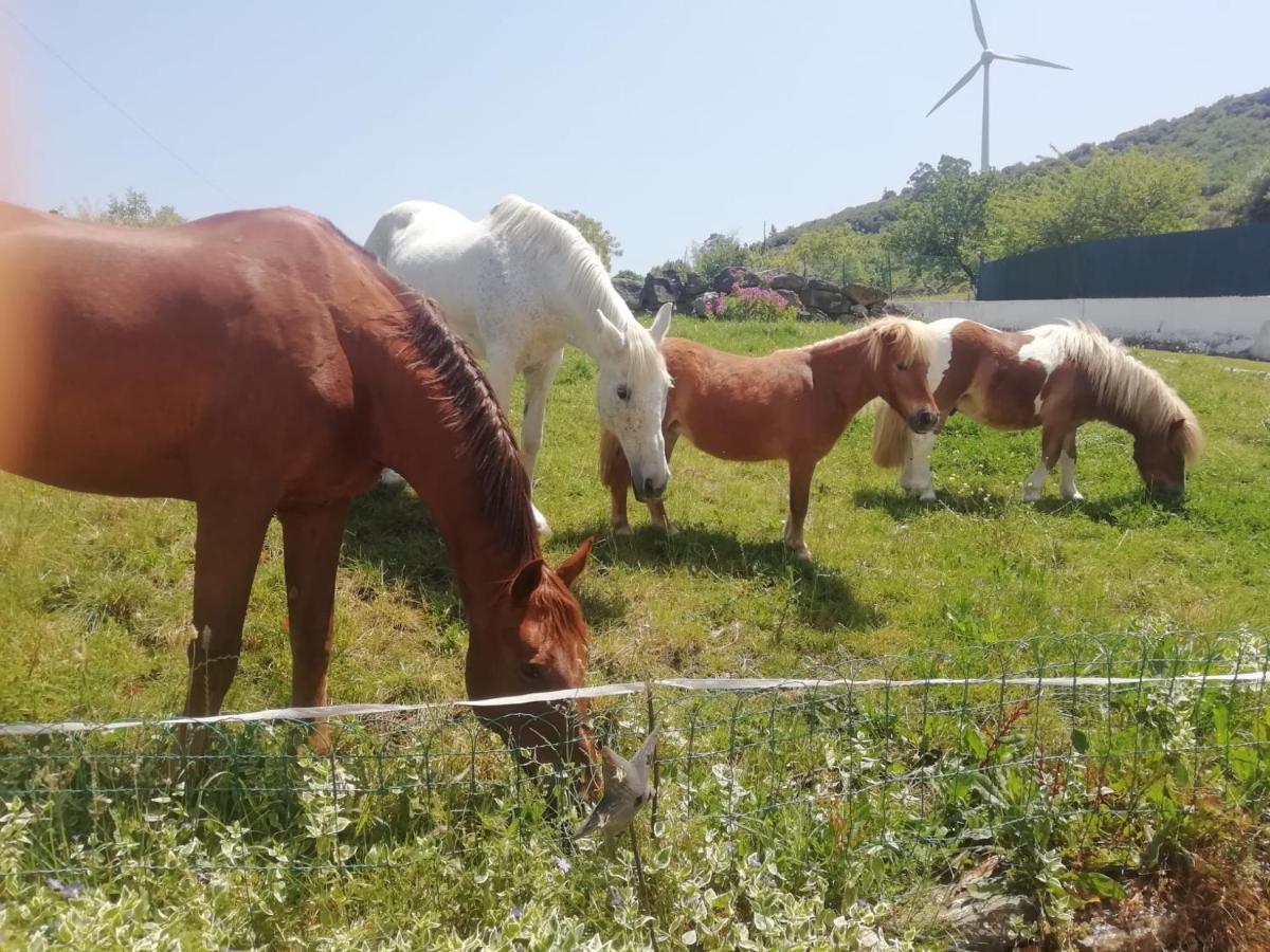 Casinha De Ferias No Campo - Quintinha Dos Cavalos - Arruda Dos Vinhos Sabugos Exteriér fotografie